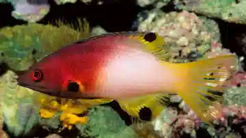 Axilspot Hogfish